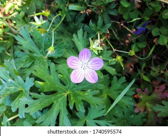 74 Aestivation Flower Images, Stock Photos & Vectors | Shutterstock