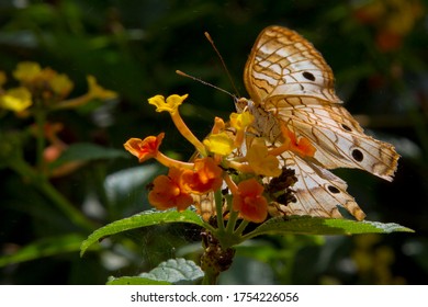 Photo of a back-lit butterfly that has landed on an orange and yellow flower.