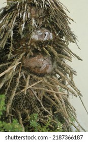 Photo Of Bamboo Tree Roots And Grass Outside