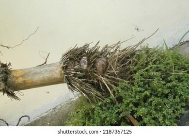 Photo Of Bamboo Tree Roots And Grass