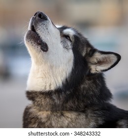 Photo of Barking Fluffy Husky Dog Portrait. Syberian Husky Dog Portrait