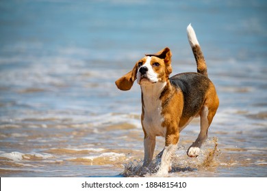 Photo of a Beagle playing on the beach