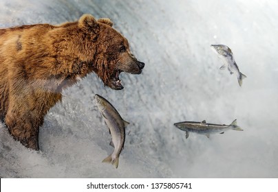 Photo Bear Catches Fish.
