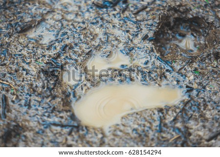 A photo of bear claw paw footprint footstep track on the soil ground mud, Russia