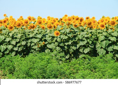 Photo of  beautiful bright colored  sunflowers and green plants.