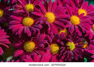 Photo Beautiful Chrysanthemum Background Picture Chrysanthemum Stock ...