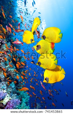 Photo of beautiful coral colony. 