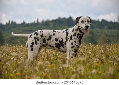 Photo of a beautiful Dalmatian in nature