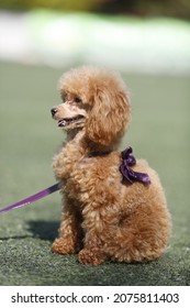 
Photo Of A Beautiful Dog Breed: Toy Poodle
The Dog Is A Red Puppy Is Posing.
Photo Taken During A Dog Show On A Beautiful Sunny Day