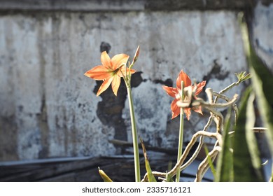 Photo of beautiful Hippeastrum striatum flower of barbados lily with old wall background