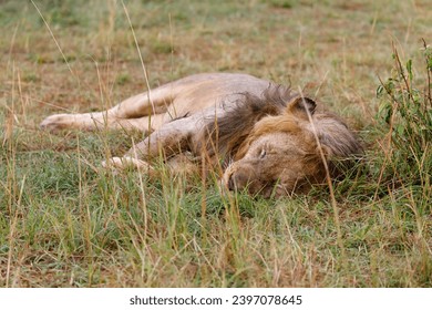 A photo of a beautiful male lion sleeping in rain in Masai Mara.  - Powered by Shutterstock