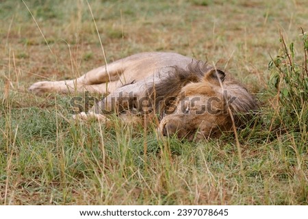 A photo of a beautiful male lion sleeping in rain in Masai Mara. 