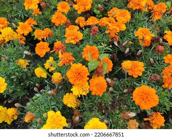 Photo of beautiful orange and yellow flowers in a flowerbed in Ukraine. Green grass. Flowerbed. City. Decorative elements. - Shutterstock ID 2206667851
