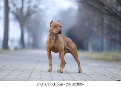 photo of a beautiful pitbull posing