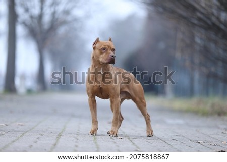 photo of a beautiful pitbull posing