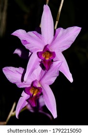 A photo of a beautiful purple orchid species, known as Laelia anceps (Latin name).