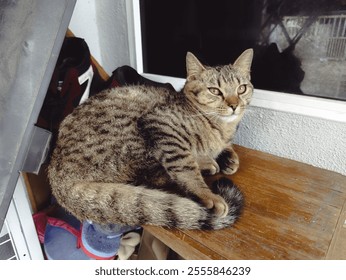 Photo of beautiful tabby cat sitting on a wooden surface. The cat has a thick, striped coat and is looking towards the camera with alert, green eyes. Its fluffy tail is curled around its paws. - Powered by Shutterstock