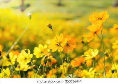 Photo Of A Beautiful Yellow Flora. Flower Landscape In Sunny Day