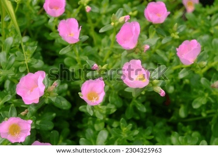 Photo of the beauty of the flower garden, roses, Madam Tuen Sai flowers