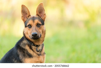 Photo of a beauty German Shepheard dog in the nature