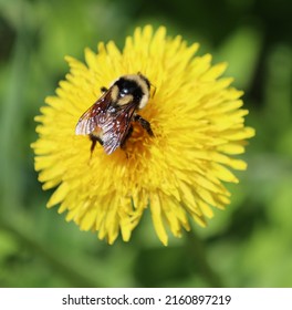 Photo of bee on a dandelion plant. Dandelion plant with a fluffy yellow bud. Yellow dandelion flower growing in the ground. Dandelion with plant Lamium purpureum