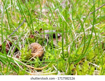 Photo Of A Beetle Larva Rolled Into A Safe Ball While Lying In Grass.  The Grub Is Nestled Between The Blades.