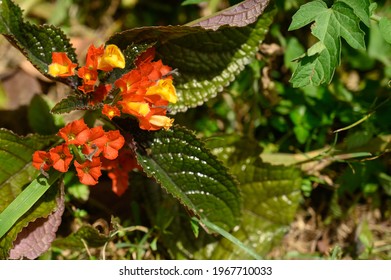 Red Flower Dominican Republic High Res Stock Images Shutterstock