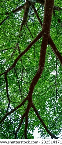 Photo from below, a tree whose trunk stretches wide to protect it from the hot sun, even though the leaves are small, this tree is very big 