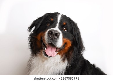 Photo Bernese Mountain Dog on a white background. Studio shot of a dog in front of an isolated background.  - Powered by Shutterstock