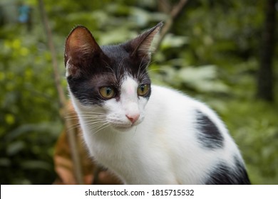 Photo of bi coloured cat with a nice depth of field