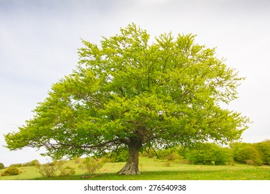 https://image.shutterstock.com/image-photo/photo-big-beech-tree-isolated-260nw-276540938.jpg