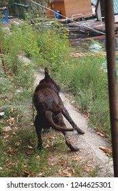 Photo Of Big Brown Labrador Dog Drying Off On Sunny Autumn Day Outdoor In Nature 