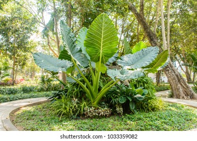 Photo Of Big Colocasia Gigantea Plant