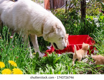 Photo Of A Big Dog Sniffing Kittens