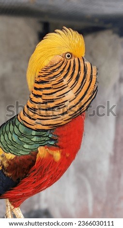 photo of Bird species
Golden pheasant, also known as Chinese pheasant, and rainbow pheasant, of the order Galliformes and family Phasianidae.
Golden pheasant with golden crest and rump and red body