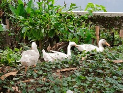 Photo Of Birds: 3 White Ducks And 2 Black Ducks Taking Shelter Under Trees And Green Leaves. Natural Photo.