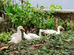 Photo Of Birds: 3 White Ducks And 2 Black Ducks Taking Shelter Under Trees And Green Leaves. Natural Photo.