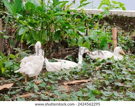 Photo of birds: 3 white ducks and 2 black ducks taking shelter under trees and green leaves. Natural Photo.