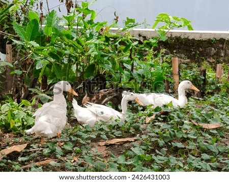 Photo of birds: 3 white ducks and 2 black ducks taking shelter under trees and green leaves. Natural Photo.