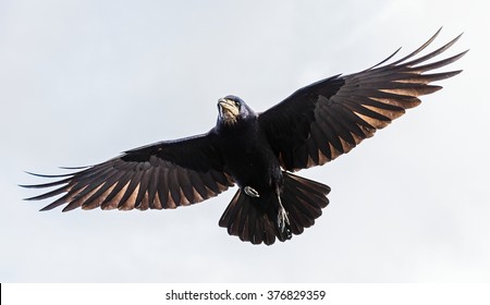 Photo of black crow flying with spread wings