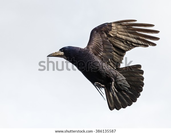 Photo of black
crow flying with spread
wings