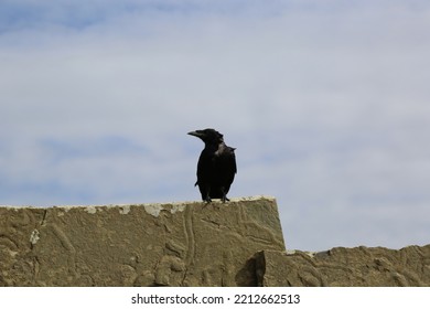 Photo Of A Black Crow Standing On The Rock. Close Up Photo. Black Bird Look At Camera. Ireland.