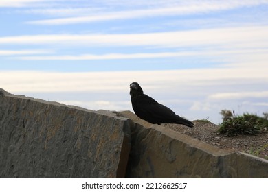 Photo Of A Black Crow Standing On The Rock. Close Up Photo. Black Bird Look At Camera. Ireland.