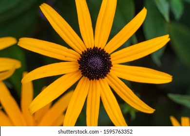 A Photo Of A Black Eyed Susan