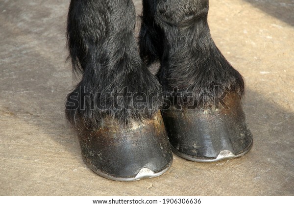 \
photo of a black\
frisian horse\'s front\
paws