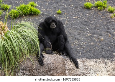 Photo of a black monkey, posing