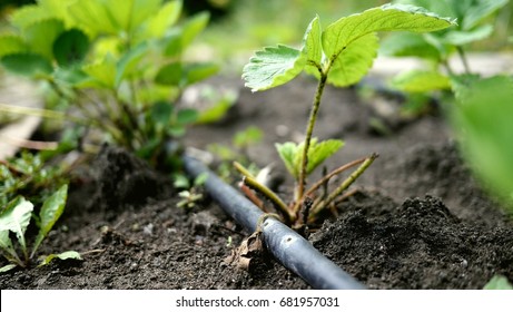 Photo Of A Black Soaker Hose With Two Holes For Watering Lying On The Ground Under A Strawberry Plant. Drip Irrigation System In A Garden. 