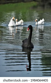 Photo Of Black Swan On White Swan Background