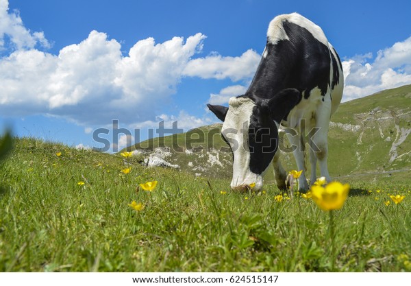 山中の牧草地で草を食べている白黒の牛の写真 山の牧草地に牛 夏の晴れの日 牧草地の牛 山の草地 山と牛の緑の草地 夏の風景 の写真素材 今すぐ編集