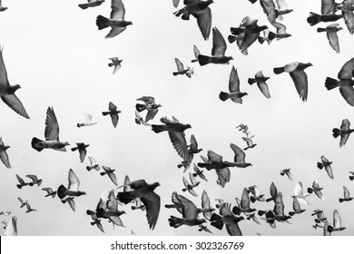 Photo of Black and white Masses Pigeons birds flying in the sky - Shutterstock ID 302326769